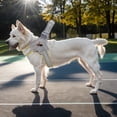 thumbnail image 5 of Pet No Pull Dog Harness with Breathable Mesh Padded, Adjustable Reflective Escape Proof Dog Harness, Quick Fit Dog Vest Harness for Small Medium Large Dogs, 5 of 9