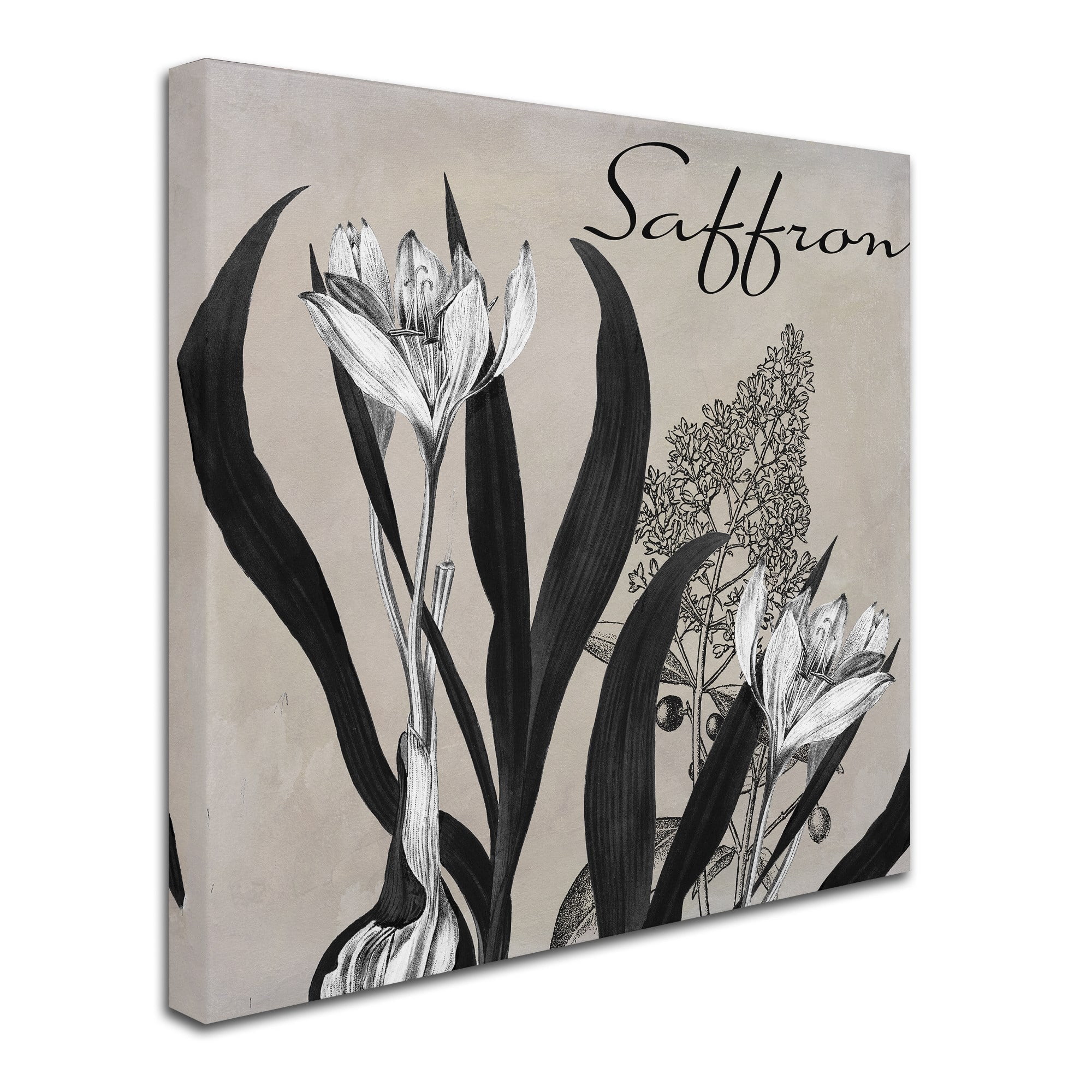 Trademark Fine Art "Flowering Herbs I" Canvas Art by Color Bakery