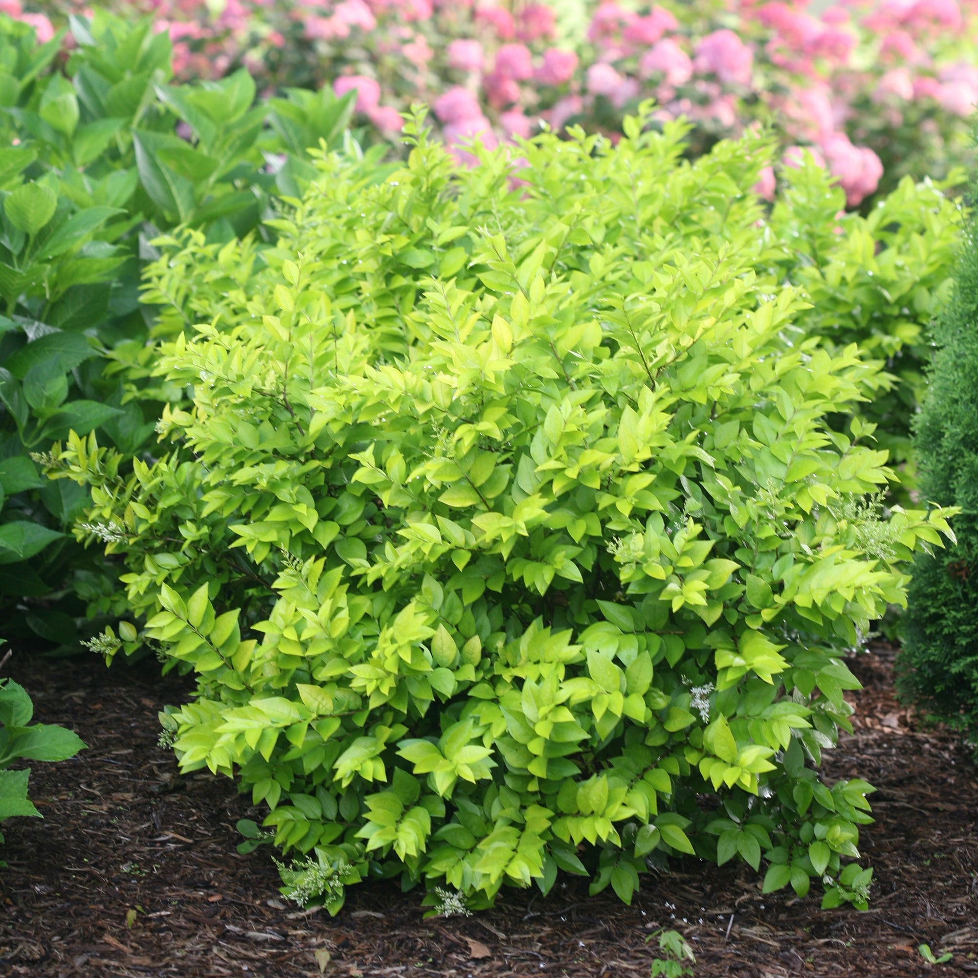 Proven Winners ColorChoice Golden Ticket Ligustrum Live Shrub (2 Gallon)