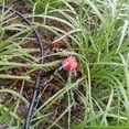 thumbnail image 3 of 25 Meters DIY Drip Irrigation System Automatic Self Watering Garden Hose Micro Drip Garden Watering Hose System, 3 of 10