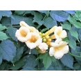 thumbnail image 1 of 10 Graines de Vigne Trompette Colibri Jaune Fleur Campsis Radicans Flava Grimpeur, 1 of 10