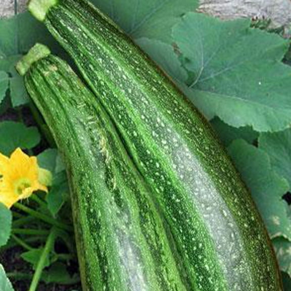 Caserta Zucchini Seeds - 4 g ~32 Seeds - Non-GMO, Heirloom, Open Pollinated - Vegetable Gardening Squash Seeds - Summer Squash