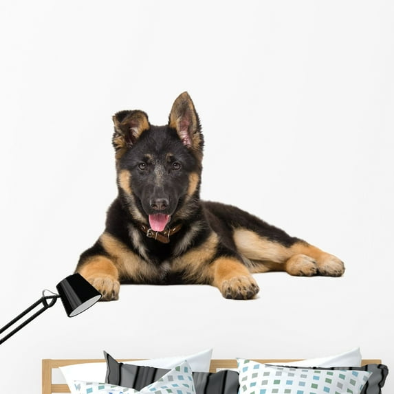Portrait German Shepherd Puppy, Wallmonkeys Peel & Stick Vinyl Graphic (48 in W x 37 in H)