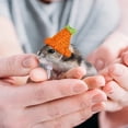 thumbnail image 4 of 4PCS Hamster Hat Mini Small Animals Hat with Adjustable Strap Lovely Hand Knitted Frog Rainbow Carrot Tiny Hats for Lizard Guinea Pig Reptile Christmas Holiday Party Clothes Costume Accessories, 4 of 6