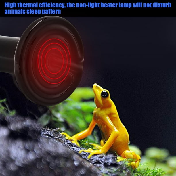 Gecko lamp 2025
