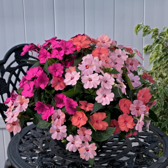 2.5 in. Impatiens Pinkerbell SunPatiens Collection (3-Pack)