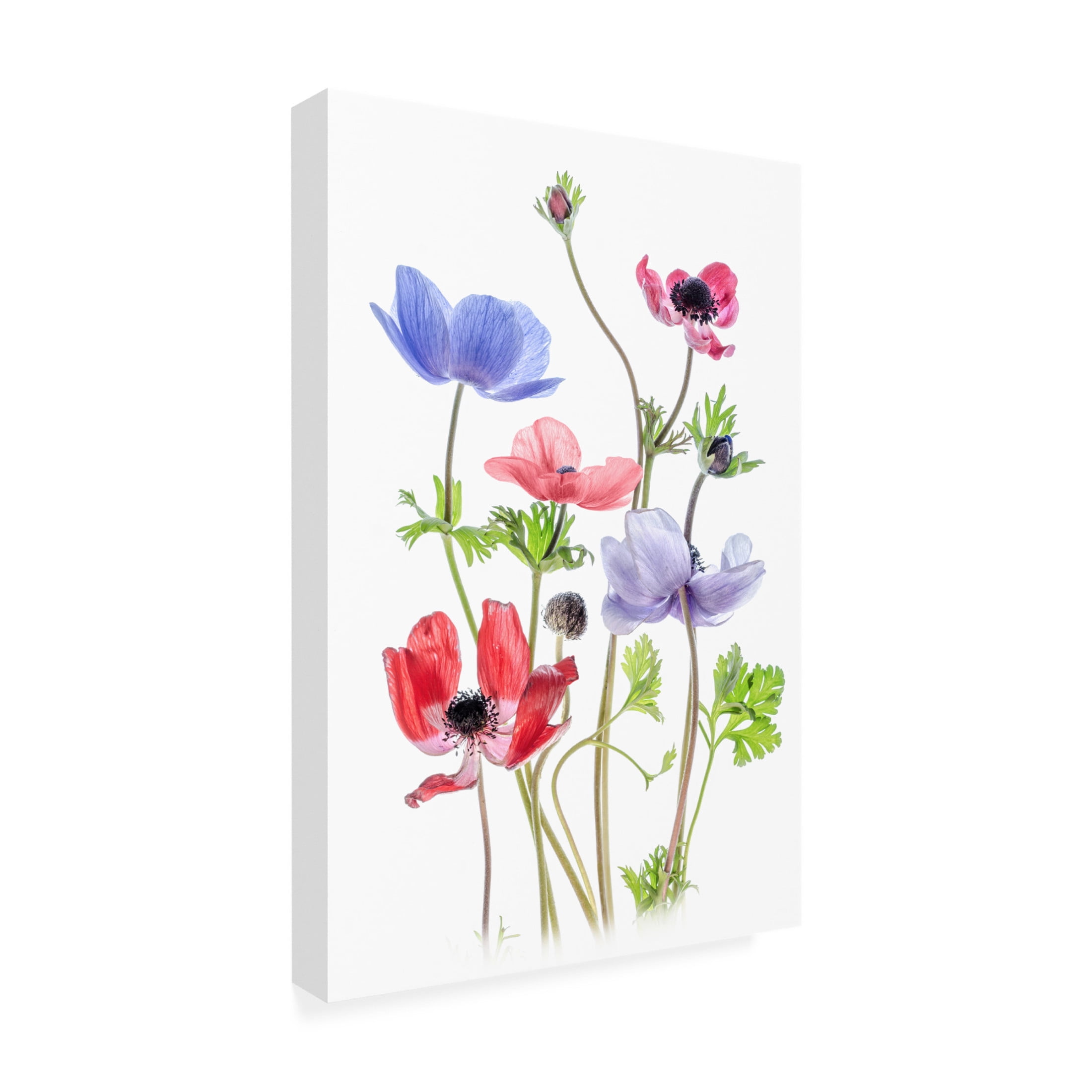 Canvas Wall Art - Mandy Disher 'Anemone De Caen' Wall Art for Living Room, Bedroom, or Office Décor by Trademark Fine Art - 12 x 19 Inches