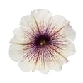 thumbnail image 6 of Proven Winners 4" White Supertunia Latte Petunia Live Plant in 4.25" Pot (4 Count), 6 of 8