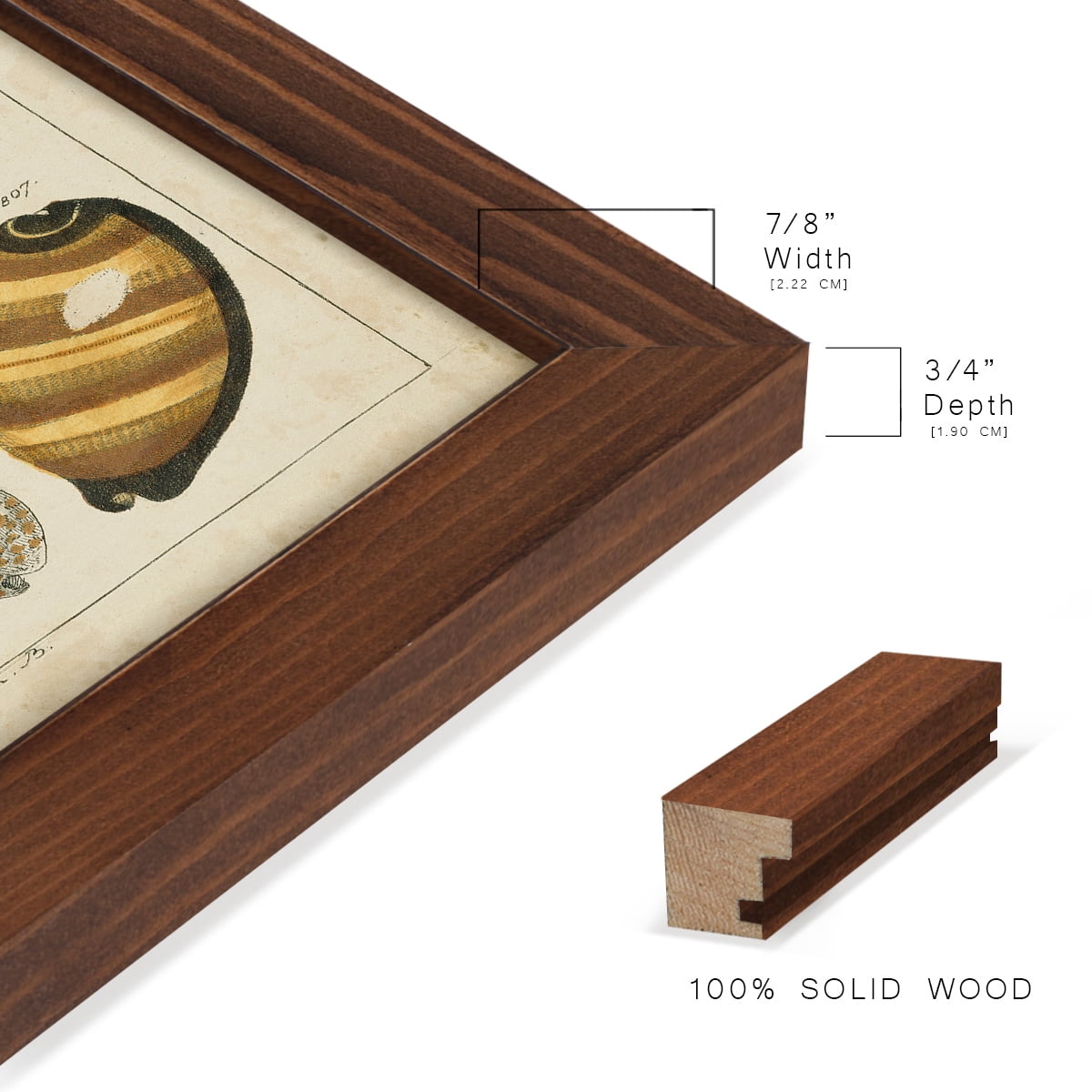 Vintage Shell Study IV -Framed Print w/glass-Chestnut