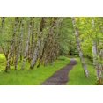 thumbnail image 2 of Paulson, Don 14x11 Black Ornate Wood Framed with Double Matting Museum Art Print Titled - Washington, Olympic NP Trail through a forest, 2 of 4