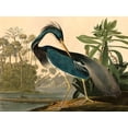 thumbnail image 2 of John James, Audubon 32x25 Black Ornate Wood Framed with Double Matting Museum Art Print Titled - Louisiana Heron, 2 of 4