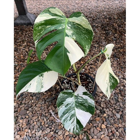 Root in moss 4  leaves- Monstera Delisiosa 'Albo' Variegated Rare Plant- Get Similar