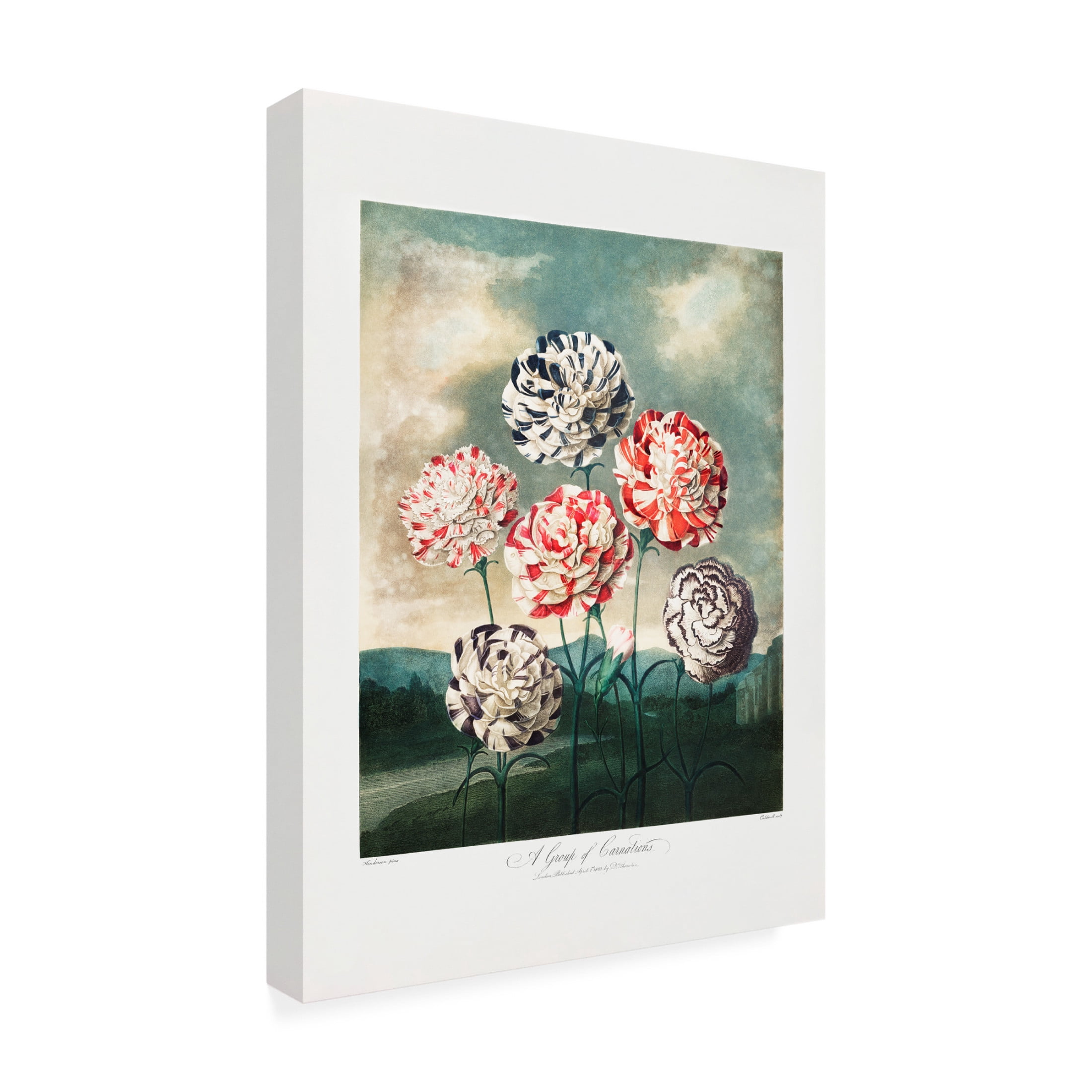 Trademark Fine Art Pictufy  A Group of Carnations from The Temple of Flora 1807 Canvas Wall Art