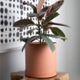 thumbnail image 6 of Bloem Mathers 10" Modern Resin Planter - Indoor Pot with Drainage Holes and Removable Saucer Tray, Muted Terra Cotta, 6 of 6