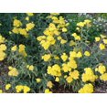 thumbnail image 2 of 250 GOLD Golden Yellow YARROW Achillea Millefolium Flower Seeds, 2 of 5