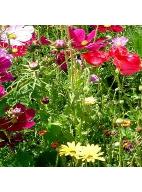 Wildflower Mix Flower Seeds in Seed Gardening