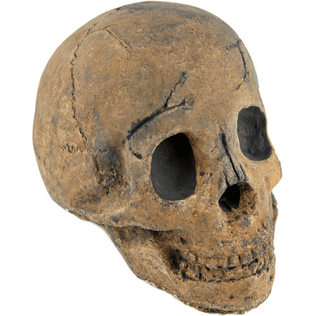 

Myard Fireproof Imitated Human Fire Pit Skull Gas Log for NG LP Wood Fireplace Firepit Campfire Halloween Decor BBQ (Qty 1 Brown - Adult One Piece)