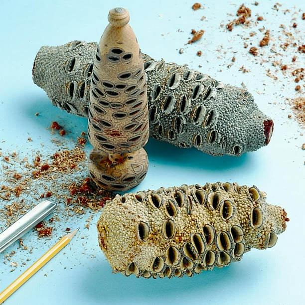 Banksia Pod