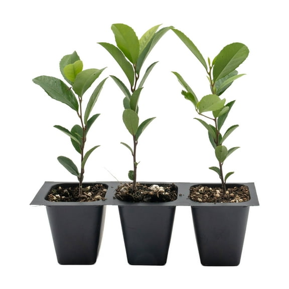 3 Carolina Cherry Laurel in 2.5” Nursery Cubes (Prunus caroliniana) | Evergreen Screening Shrub or Small Tree for Hedges, Borders & Wildlife | Ready-to-Plant Live Starter Plants