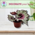 thumbnail image 6 of Harmony's Ghost Whisperer, Begonia Rex, 4 inch Painted-Leaf Winter Begonia, Variegated, 6 of 9