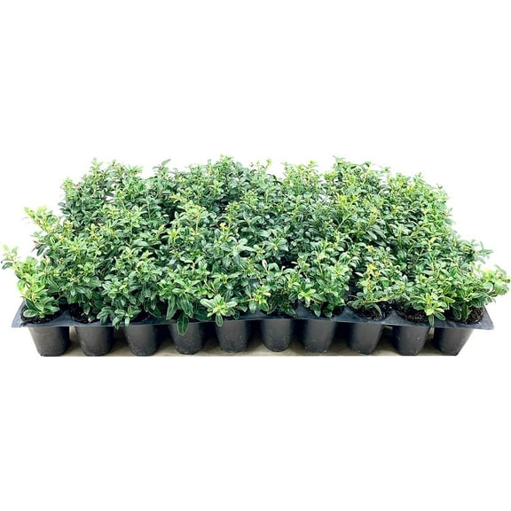 Soft Touch Compact Japanese Holly | 10 Live Plants | Ilex crenata | Low Maintenance Evergreen Shrub