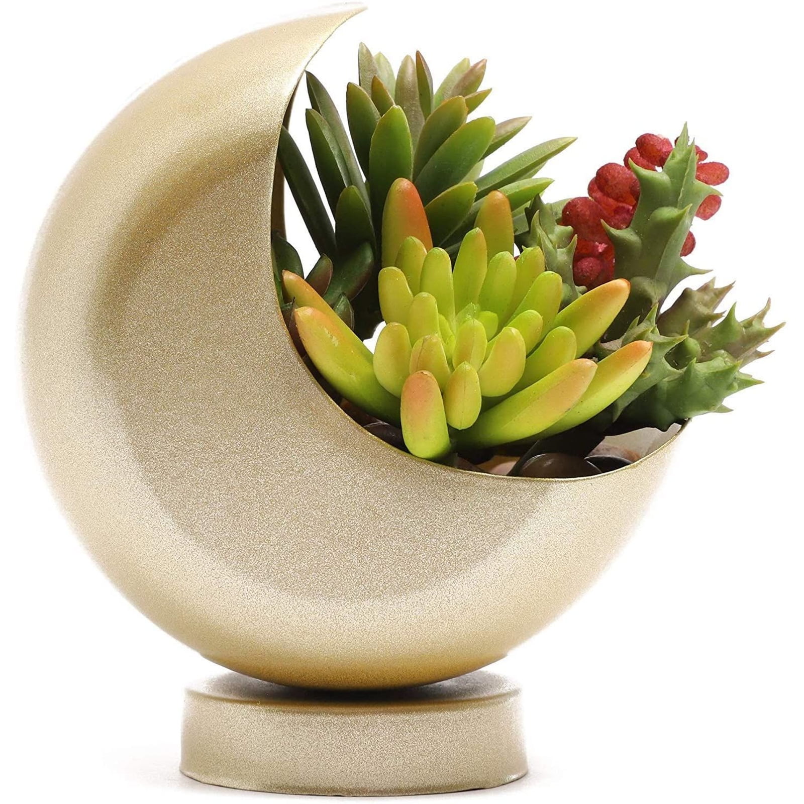 Crescent Moon Planter for air plants or small succulents Indoor gardening
