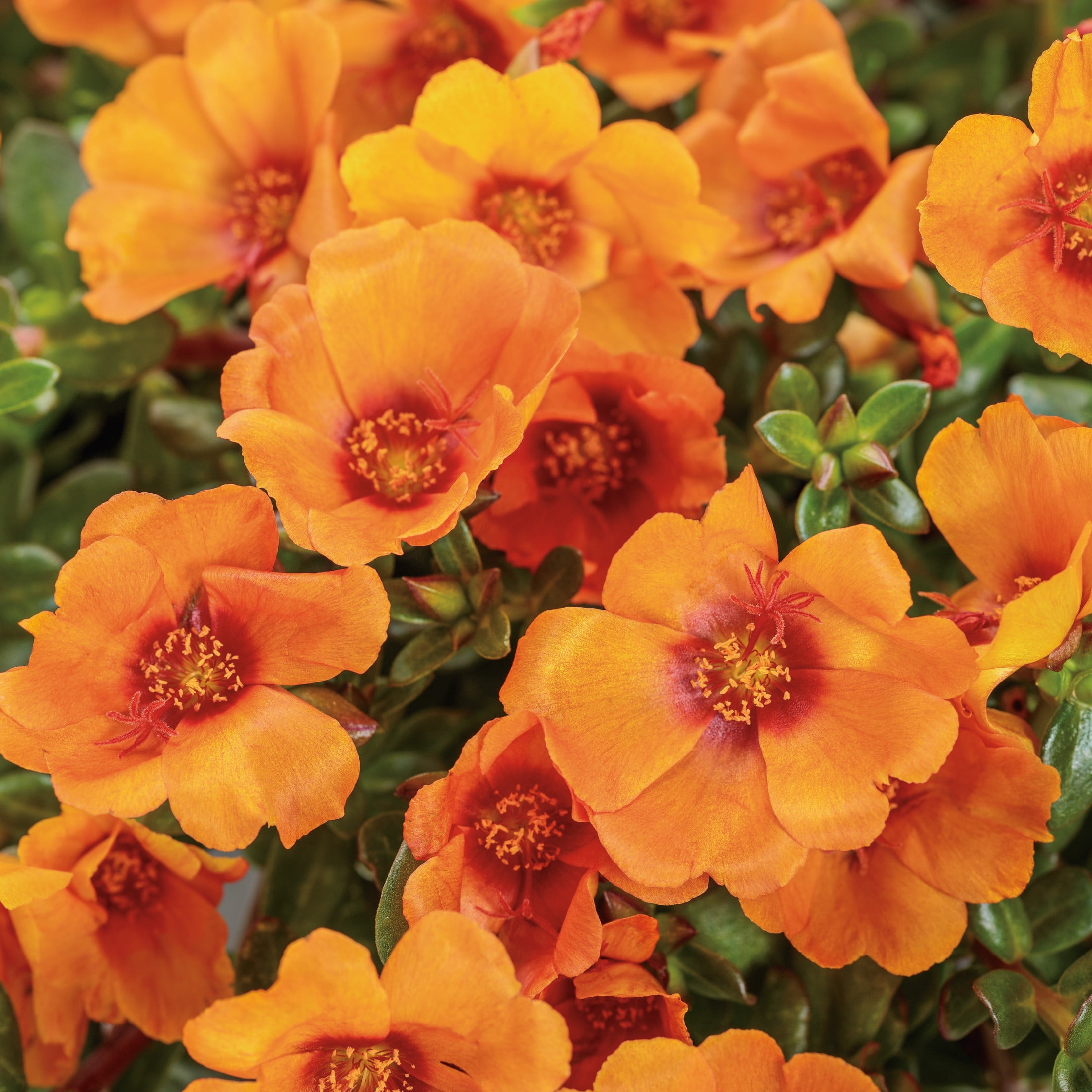 Proven Winners 4" Yellow Mojave Mango Purslane Live Plant in 4.25" Pot (4 Count)