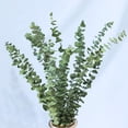thumbnail image 4 of Eucalyptus Leaves Dried Flower Real Touch Flower Bouquet Wedding Party Decor Supplies, 4 of 9