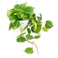 thumbnail image 3 of Philodendron Cordatum Brasil (4" Minimalist Pot) - Colorful Air-purifying Houseplant for Decoration - Live Healthy Easy to Care Houseplant for Beginners, 3 of 4