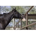 thumbnail image 2 of Cuerda de 1 kg con forma de bloque de sal del Himalaya para caballos Horsemen's Pride, 2 of 2