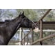 thumbnail image 2 of Cuerda de 1 kg con forma de bloque de sal del Himalaya para caballos Horsemen's Pride, 2 of 2