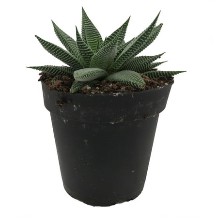 Miami Haworthia Succulent Plant - 4" Pot - Low Maintenance