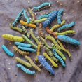 thumbnail image 3 of HUGFEGWE 6Pcs Random Style Simulation Caterpillar Plastic Fake Worm Crawling,Halloween Prank Joke,Insects Science Educational Learning,Novelty and Gag CA919-86323, 3 of 5