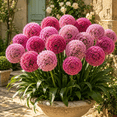thumbnail image 5 of Allium Bulbs - Ideal for Beds Borders, Plant Pots & Planters, Low Maintenance, 5 of 6