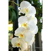 Phalaenopsis Orchid White Plant 4-8 Tall Rooted 2.5 Pot No Bloom, Indirect Sun to Shade