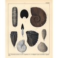 thumbnail image 2 of Extinct Fossil Gastropods Ammonites Torulosusa Poster Print By ® Florilegius Mary Evans (18 X 24), 2 of 4