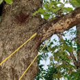 thumbnail image 1 of 48'' Portable High Reach Tree Hand Rope Chain Saw Blades On Both Side, 1 of 4