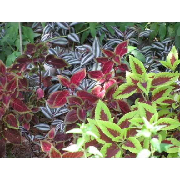 Seedville Coleus Rainbow Mix 100 Seeds Flower Seeds, Mixed Colors, Tender Perennial