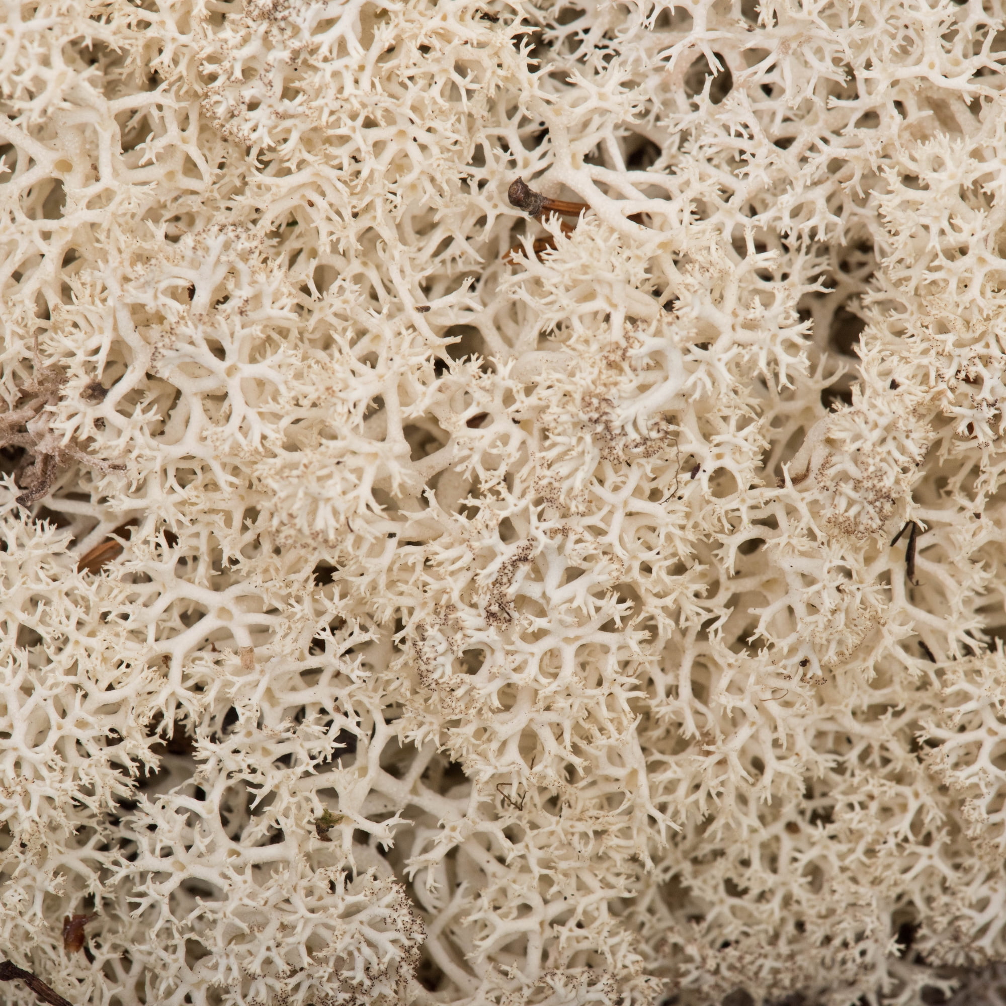 Vickerman Natural Preserved Reindeer Moss 2 Lbs Box