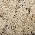 thumbnail image 4 of Vickerman Natural Preserved Reindeer Moss 2 Lbs Box, 4 of 4