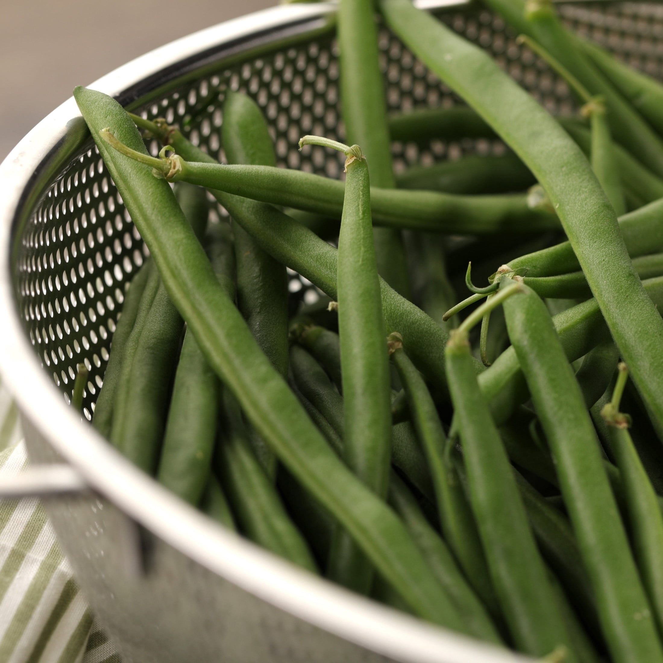 Proven Winners 4" Blue Lake Green Beans Live Plant in 4.25" Pot (4 Count)