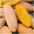 thumbnail image 3 of TomorrowSeeds - Jumbo Pink Banana Squash Seeds - 120+ Count - For 2026 Planting USA Garden Vegetable, 3 of 9
