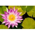 thumbnail image 2 of DeFreitas, Michael 18x13 White Modern Wood Framed Museum Art Print Titled - Water lily Puerto Vallarta Botanical Garden-Puerto Vallarta-Jalisco-Mexico, 2 of 4