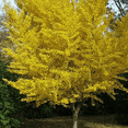thumbnail image 2 of Ginkgo Tree Plant, Outdoor Garden, 6'' Tall in Quart Pot, 2 of 5