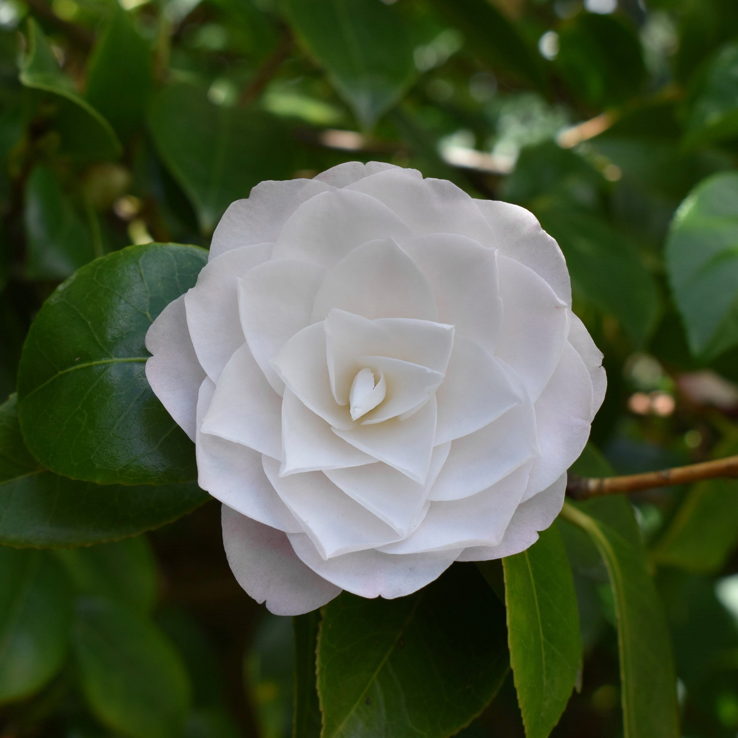 National Plant Network 3 gal. Camellia Japonica Seafoam Shrub