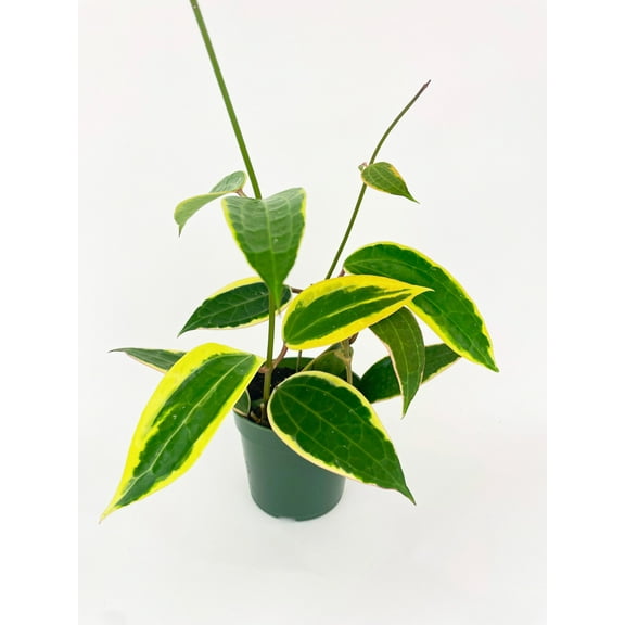 Bumble Plants Variegated Hoya Macrophylla Albo - Full Live Colorful Houseplant in Nursery Pot, Easy Care, Indoor Plant for Beginners