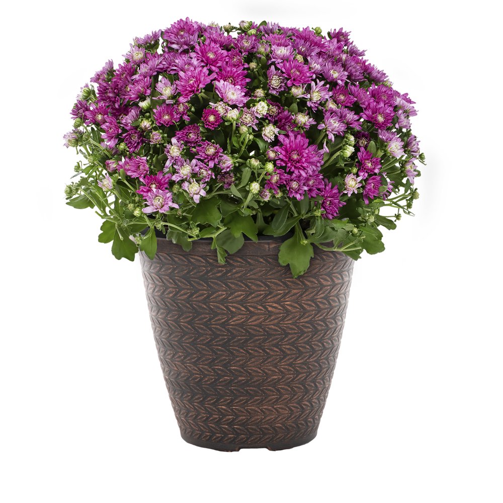 Expert Gardener 1.5G Purple Garden Mum Live Plants with Decorative
