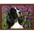 thumbnail image 2 of English Springer Spaniel Dog, USA, Animals Framed Art Print Wall Art by Lynn M^ Stone Sold by Art.Com, 2 of 6