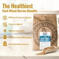 100 Organic Hard White Wheat Berries, USGrown Wheat Berries Bulk