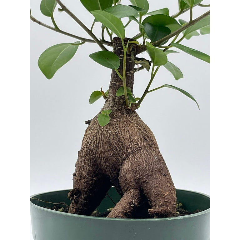 oregano plant Harris Seeds Oregano Kirigami Plant Seeds, Ornamental